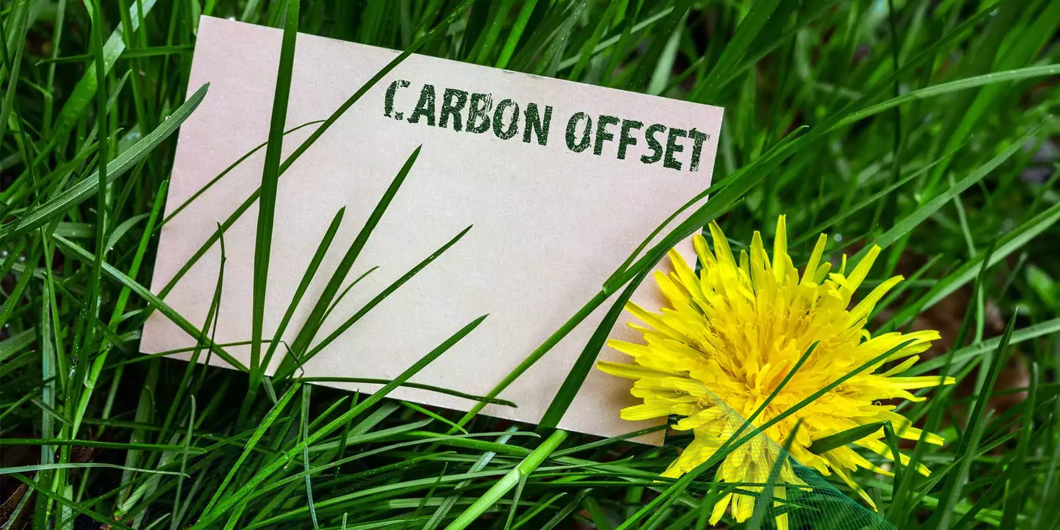 What are Carbon Offsets? Can they Help with Your ESG Strategy?